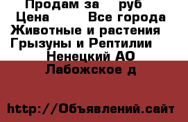 Продам за 50 руб. › Цена ­ 50 - Все города Животные и растения » Грызуны и Рептилии   . Ненецкий АО,Лабожское д.